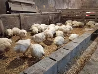 Chickens — الصورة 3