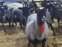 በግ, Romanov sheep — ፎቶ 5