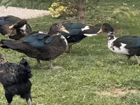 Turkeys — foto 6
