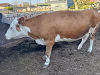 Vacă, Simmental cattle — foto 4