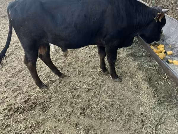Bika, Aberdeen-Angus