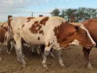 Krava, Swiss cattle — foto 2