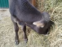 Toro, Swiss cattle — foto 2