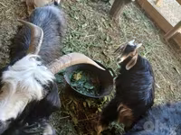 بز ماده, Alpine goat — عکس 3