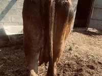गाय, अलाताऊ नस्ल — फ़ोटो 4