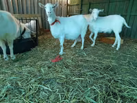 بز ماده, Saanen goat — عکس 7
