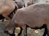 بز نر, بز — عکس 1