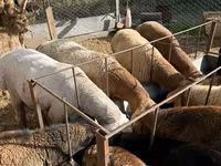 Berbec, Arashan sheep — foto 1