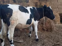 گاو نر, Russian Black pied cattle — عکس 3