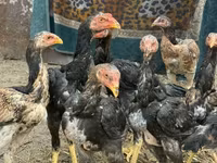 Chickens — zdjęcie 4