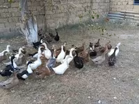 Německý pekin — foto 2