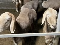 Widder, Arashan sheep — Foto 1