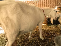 Kambing betina, Pomellata goat — foto 7