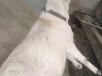 Kozel, Barbari goats — foto 2