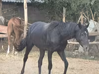 Kuda jantan, Horses — foto 2