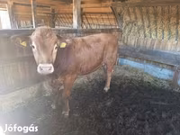 Bulle, Limousin-Kuh — Foto 1