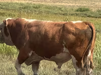 Toro, Aberdeen Angus — foto 4