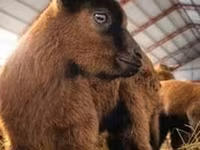 თხა, Saanen goat — ფოტო 6