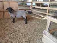 Domba jantan, White Suffolk sheep — foto 5