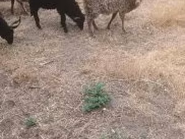 母羊, Sheep