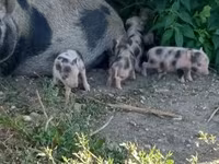 Porca, Porcos — foto 3