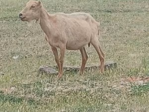 بز نر, Alpine goat
