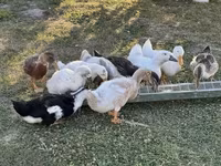 Ducks — ছবি 2