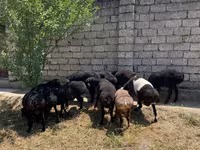 Ovce (šarže, pohlaví neuvedeno), Ovce — foto 1