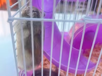 Cırtdan hamsterlər üçün komplekt qəfəs dəsti - Rəng: bənövşəyi — zdjęcie 3