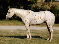 اسب نر, Appaloosa — عکس 4