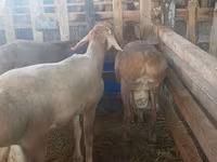 Montone, Arashan sheep — foto 3