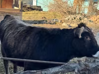 Krava, Swiss cattle — fotografija 4
