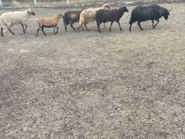 مینڈھا, Racka sheep