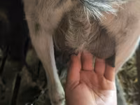 بکری, بکریاں — تصویر 4