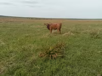 Kuh, Aberdeen-Angus — Foto 2