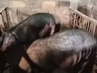 Säue, Schweine — Foto 3