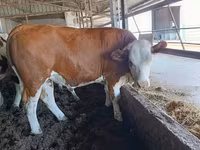 গাভী, Simmental cattle — ছবি 1