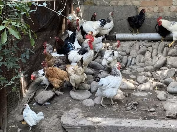 Chickens