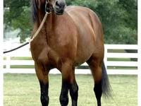 Hingst, Standardbred — foto 3