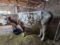 گاو ماده, Simmental cattle — عکس 3