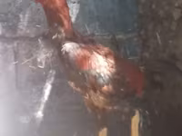 Chickens — φωτογραφία 3