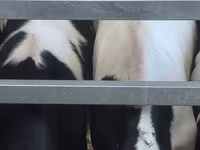 گاو نر, Russian Black pied cattle — عکس 3