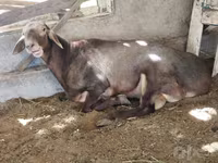قوچ, Hissar sheep — عکس 2