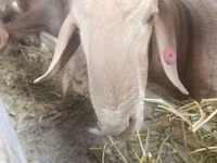मेढ़ा, भेड़ — फ़ोटो 5
