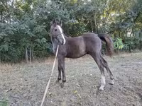公马, Horses — 照片 5