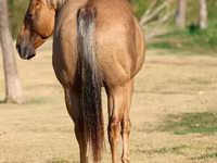 ม้าตัวผู้, Quarter Horse — รูปภาพ 5