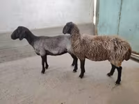 በግ, Sheep — ፎቶ 1