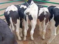Toro, Razza Holstein — foto 4