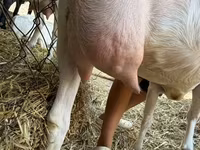 Kambing betina, Saanen goat — foto 8