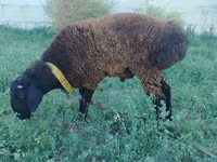 Beran, Qashqai sheep — foto 1